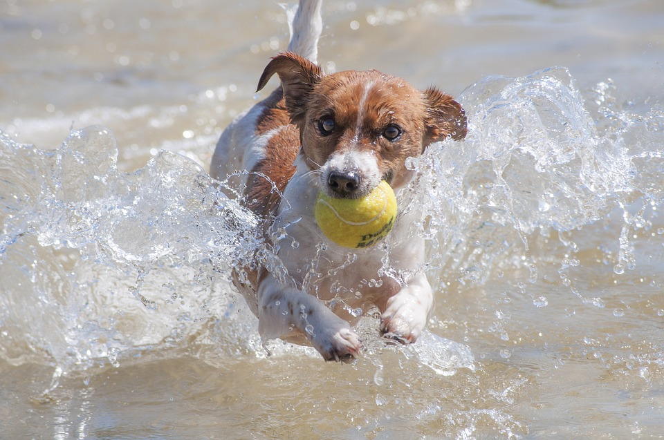 Toeschouwer straffen Obsessie Vijf voordelen van buiten trainen met je hond - Sportenspelvoordieren