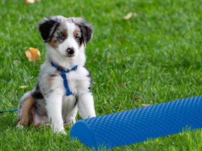 Dog Balance Bar