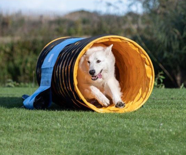 gemiddelde Voorwaarde uitglijden Agility tunnel, hondentunnel of tunnel voor hoopers van 2 meter -  Sportenspelvoordieren